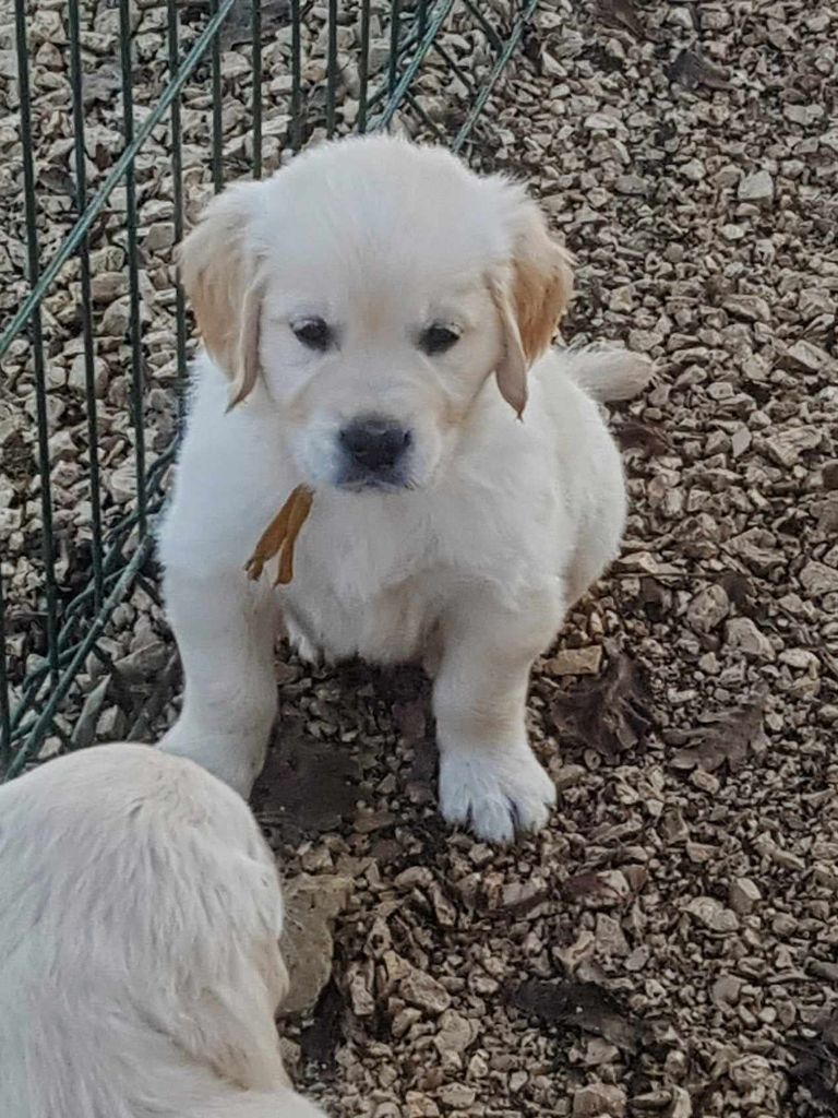 De Sweety Fox - Chiot disponible  - Golden Retriever