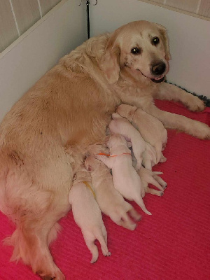 De Sweety Fox - Golden Retriever - Portée née le 03/02/2025