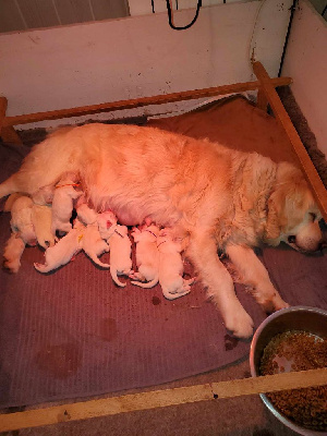 De Sweety Fox - Golden Retriever - Portée née le 02/02/2025