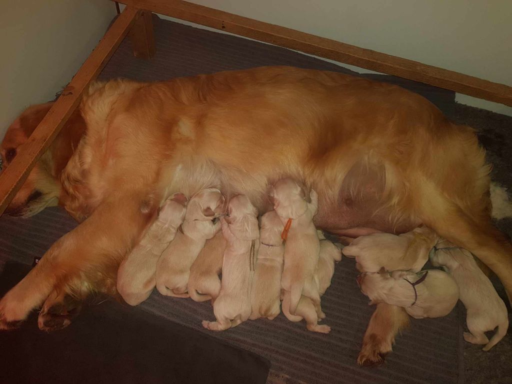 chiot Golden Retriever De Sweety Fox