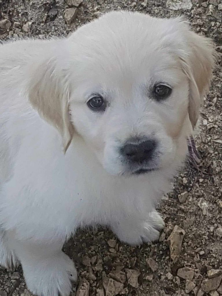 De Sweety Fox - Chiot disponible  - Golden Retriever