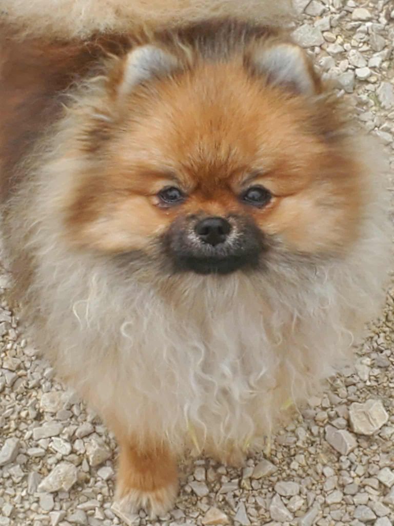 Aloah De Sweety Fox