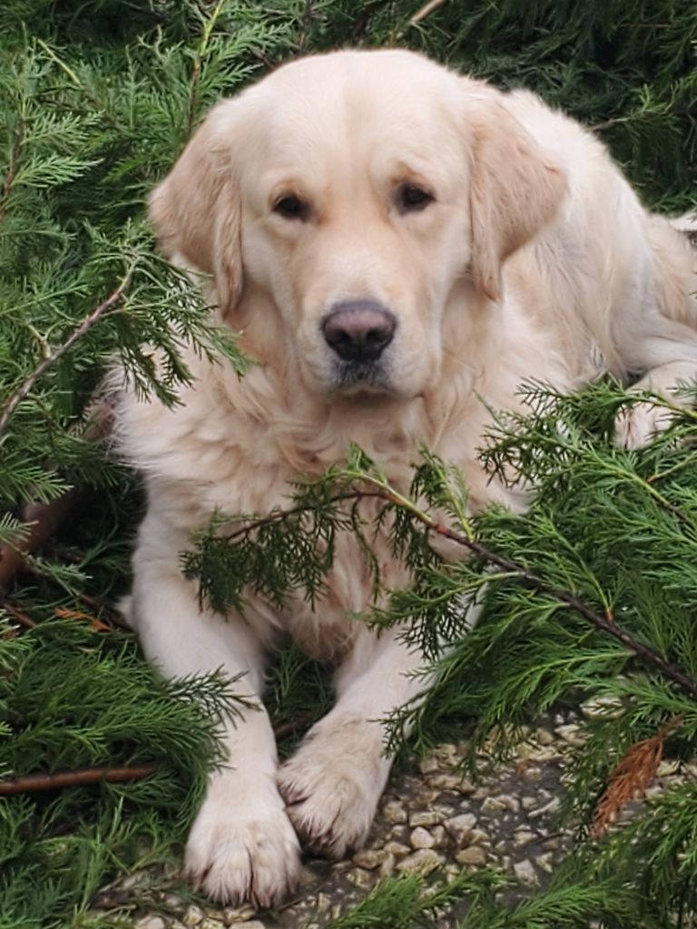 Top gun des Légendaires Nahauri