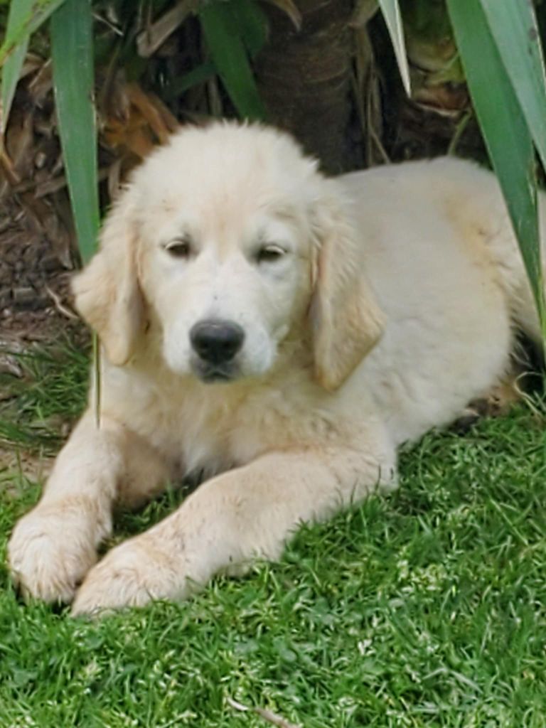 De Sweety Fox - Chiots disponibles - Golden Retriever