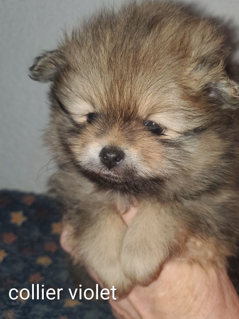 Chiot Spitz allemand De Sweety Fox