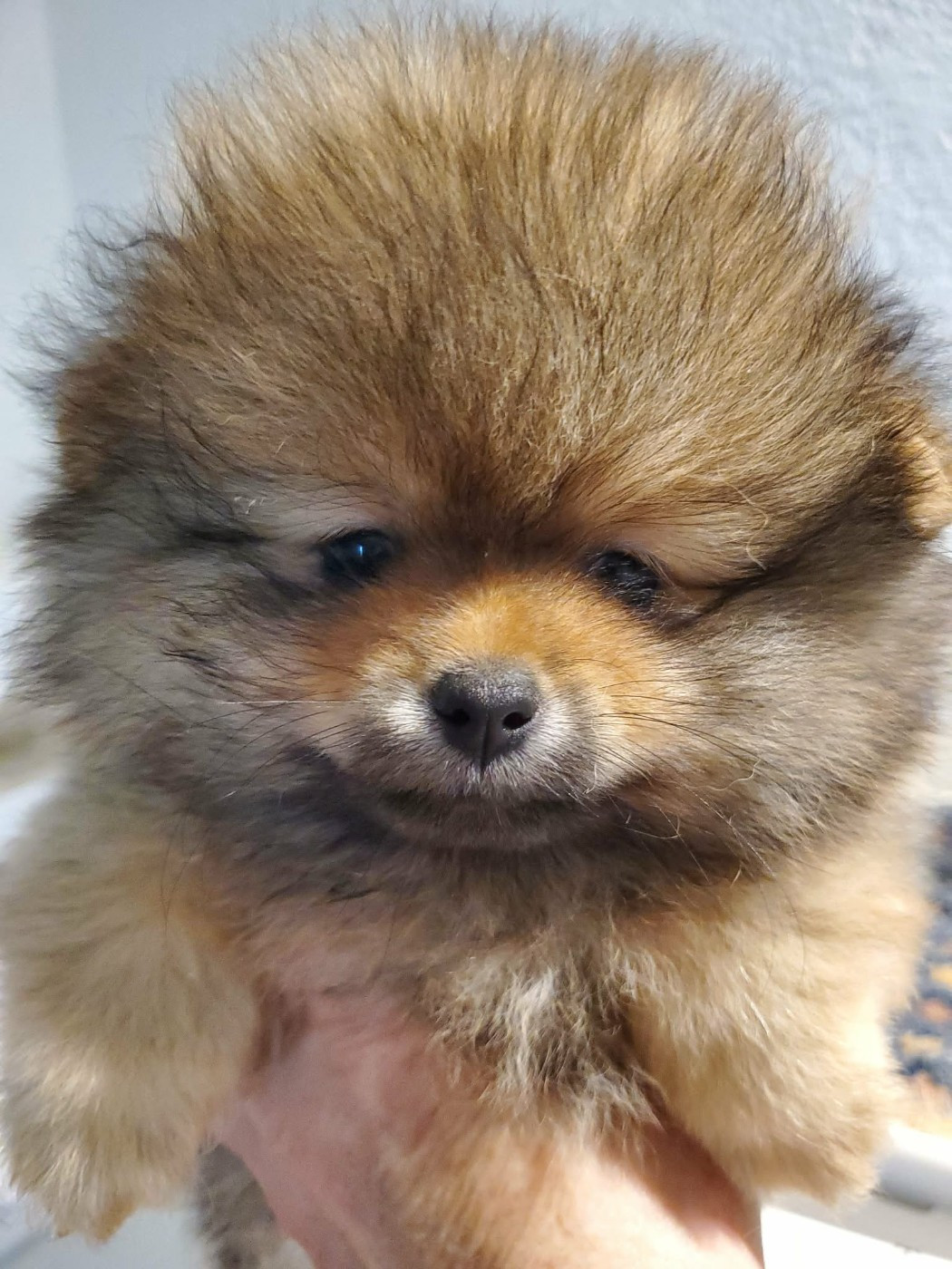 De Sweety Fox - Chiots disponibles - Spitz allemand