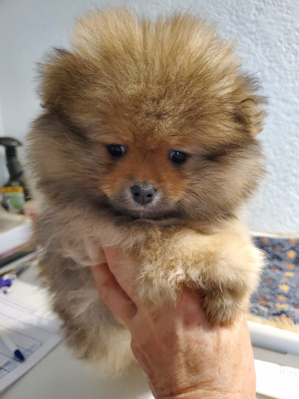 De Sweety Fox - Chiots disponibles - Spitz allemand