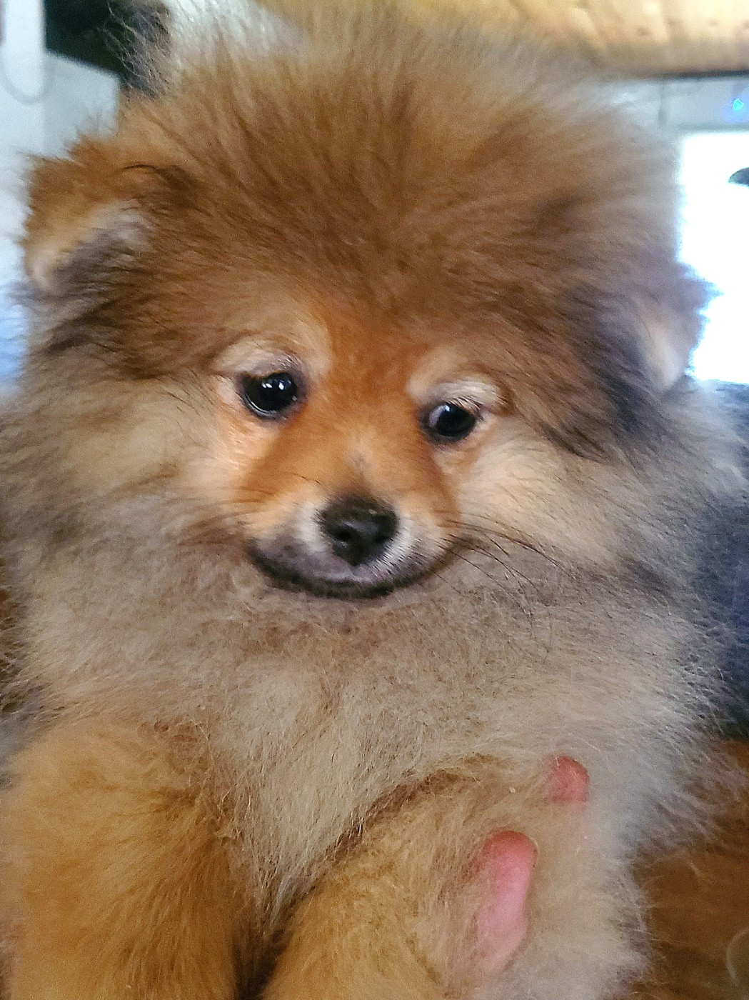 De Sweety Fox - Spitz allemand - Portée née le 03/12/2025