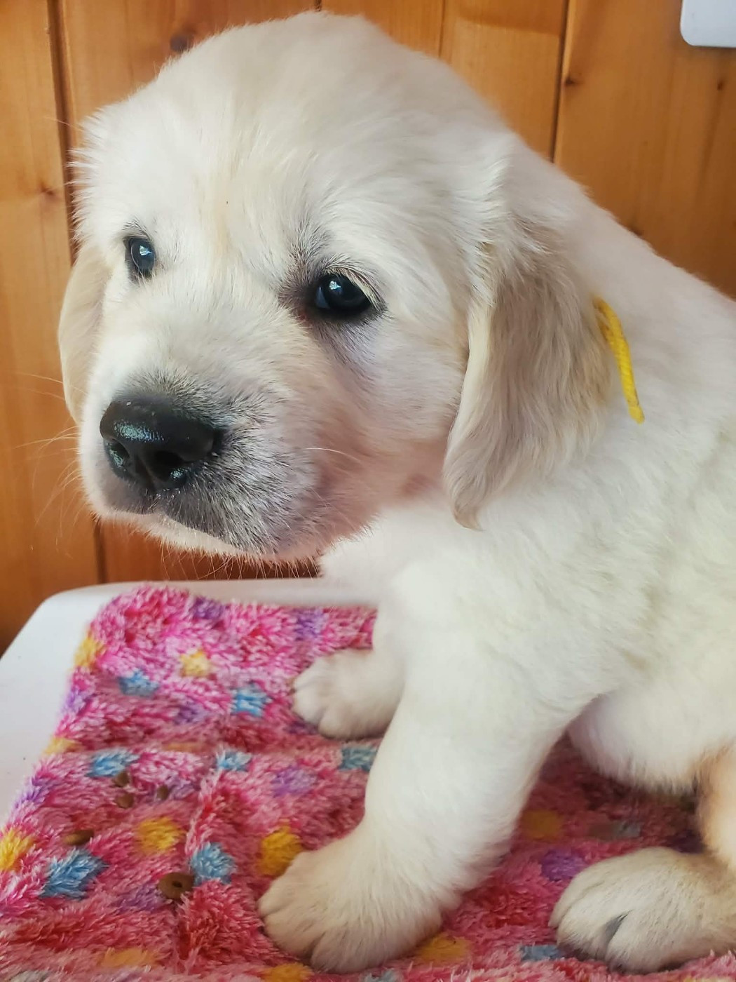 De Sweety Fox - Chiots disponibles - Golden Retriever