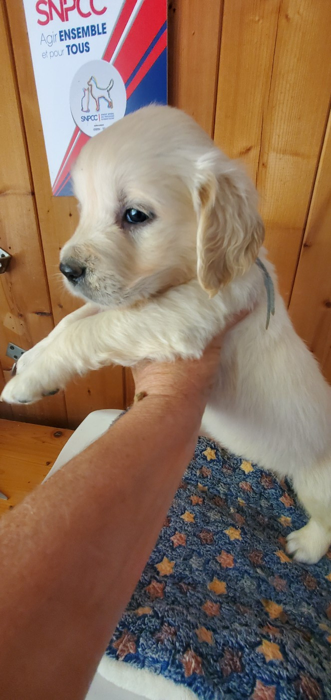 De Sweety Fox - Chiots disponibles - Golden Retriever