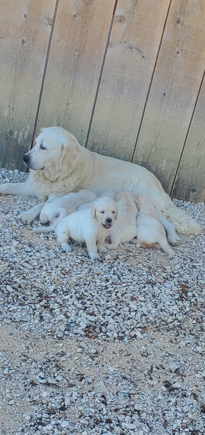 Chiot Golden Retriever De Sweety Fox