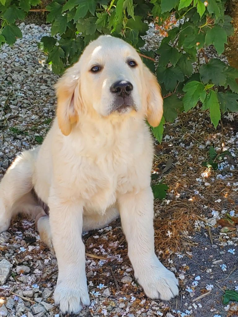 De Sweety Fox - Chiots disponibles - Golden Retriever