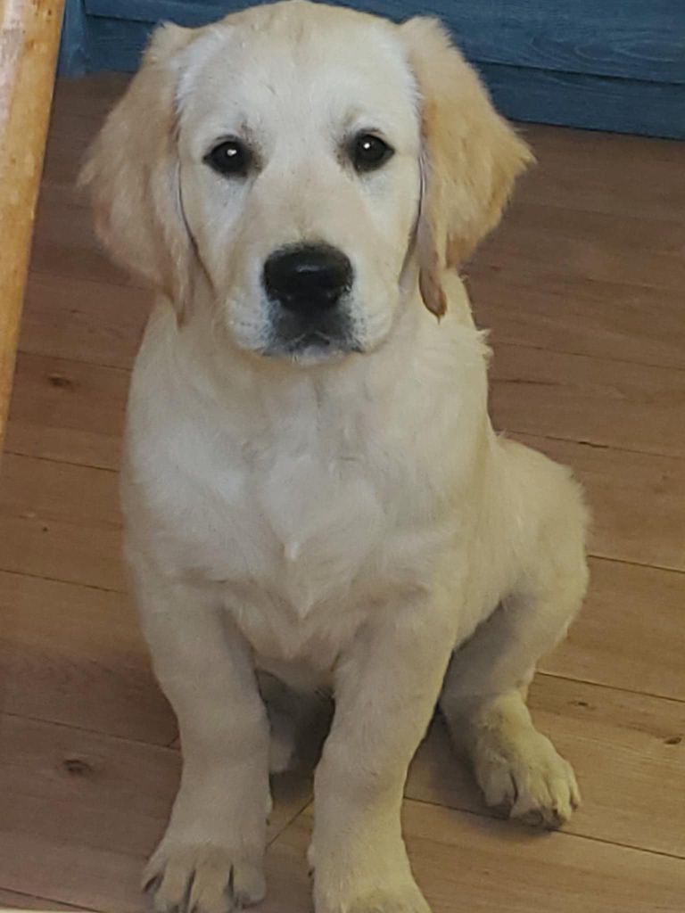 De Sweety Fox - Chiots disponibles - Golden Retriever