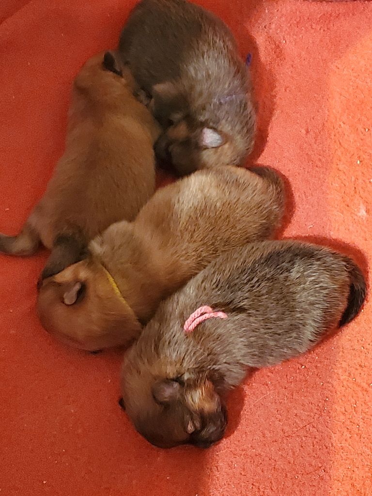 De Sweety Fox - Chiots disponibles - Spitz allemand