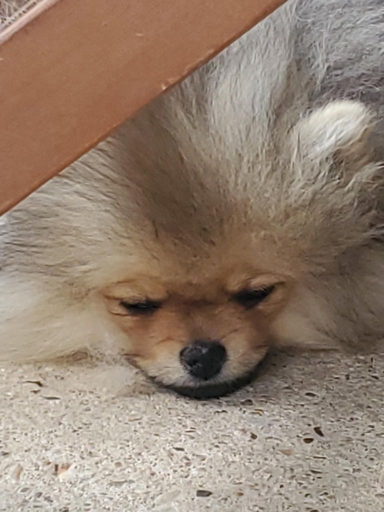 De Sweety Fox - Chiots disponibles - Spitz allemand