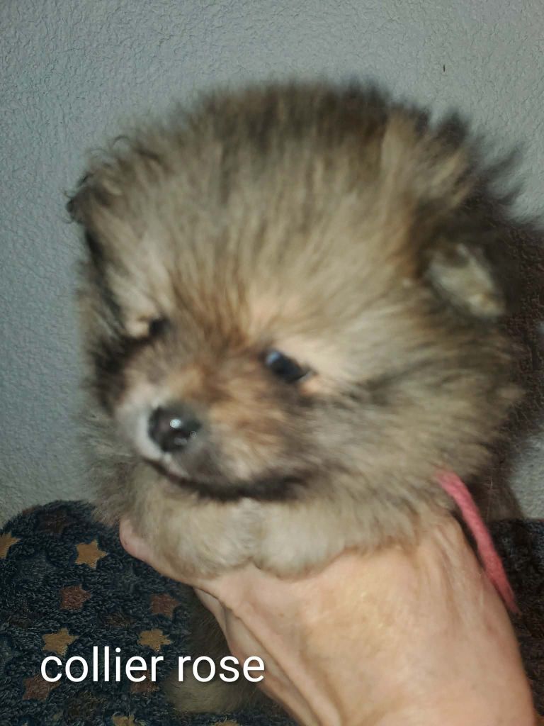 De Sweety Fox - Chiots disponibles - Spitz allemand
