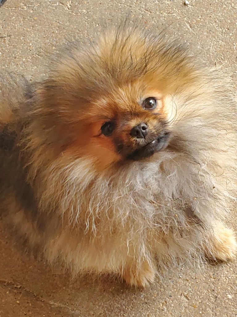 De Sweety Fox - Chiots disponibles - Spitz allemand