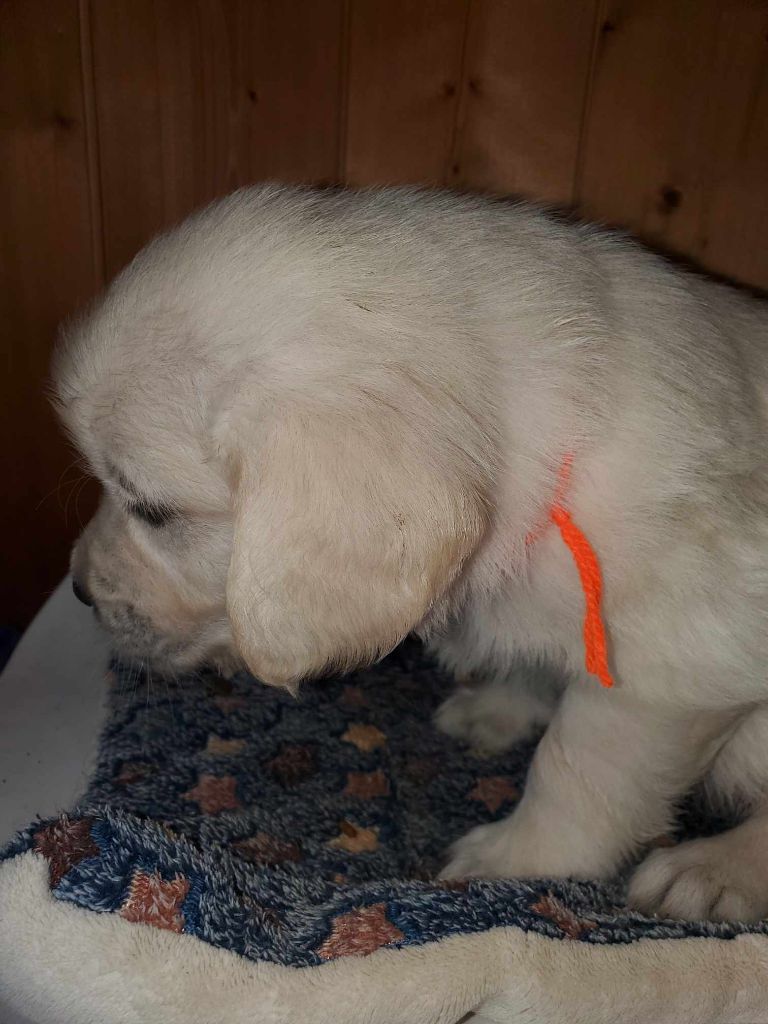 De Sweety Fox - Chiots disponibles - Golden Retriever