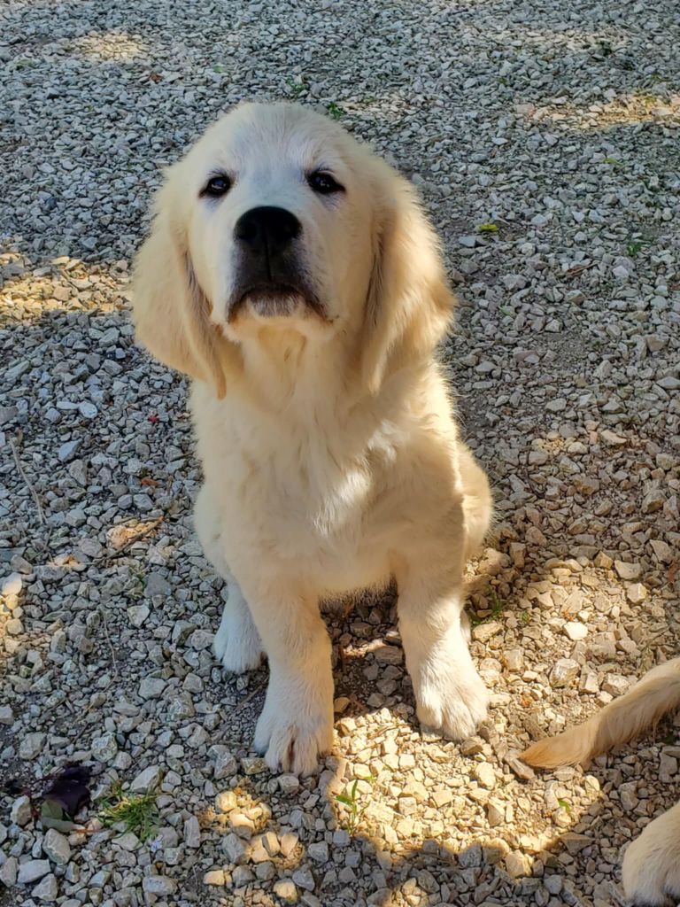 De Sweety Fox - Chiots disponibles - Golden Retriever