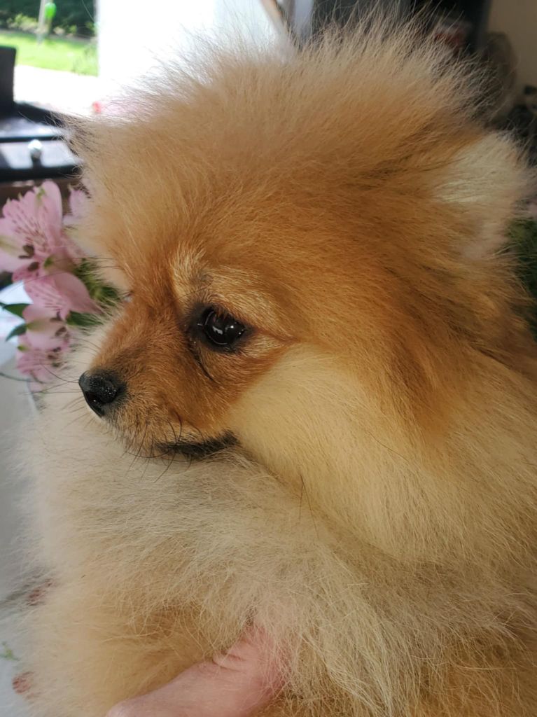 De Sweety Fox - Chiots disponibles - Spitz allemand