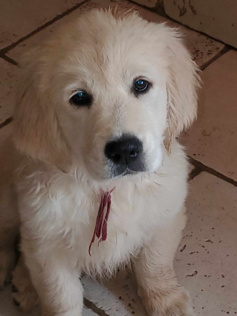 De Sweety Fox - Golden Retriever - Portée née le 03/02/2025