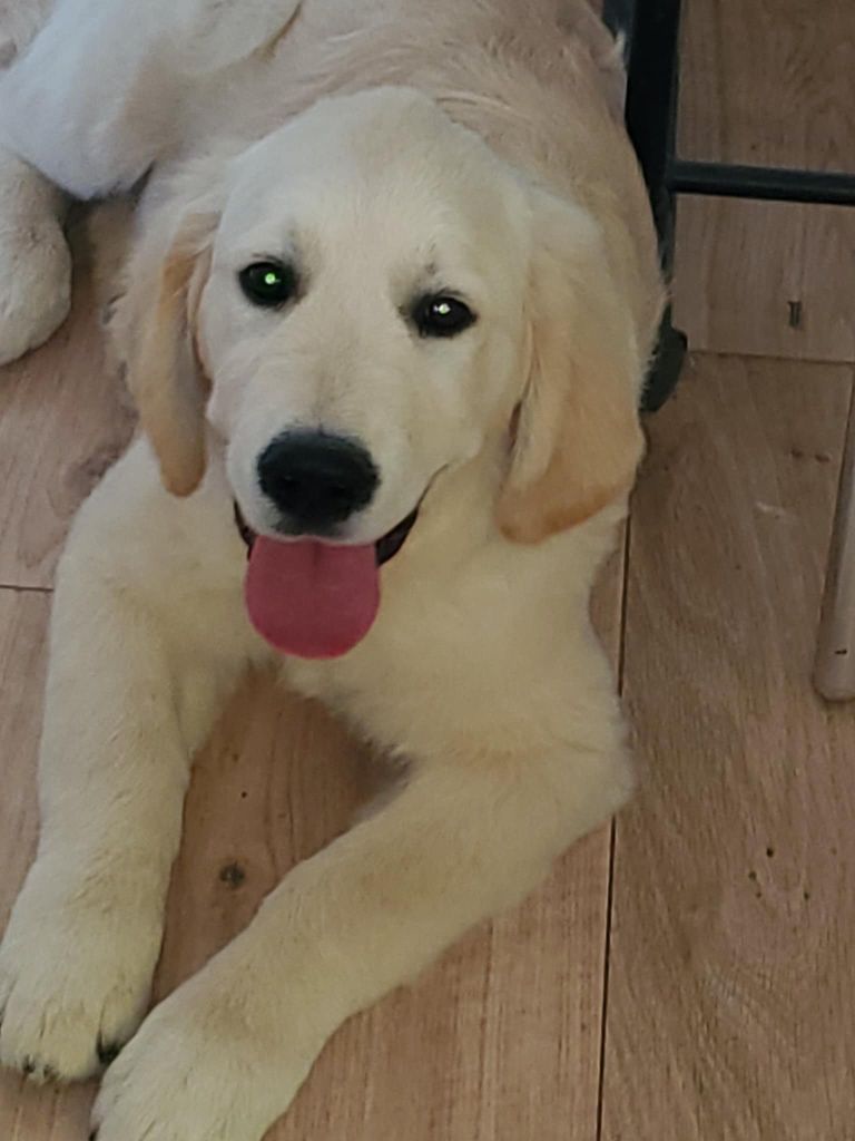 De Sweety Fox - Chiots disponibles - Golden Retriever