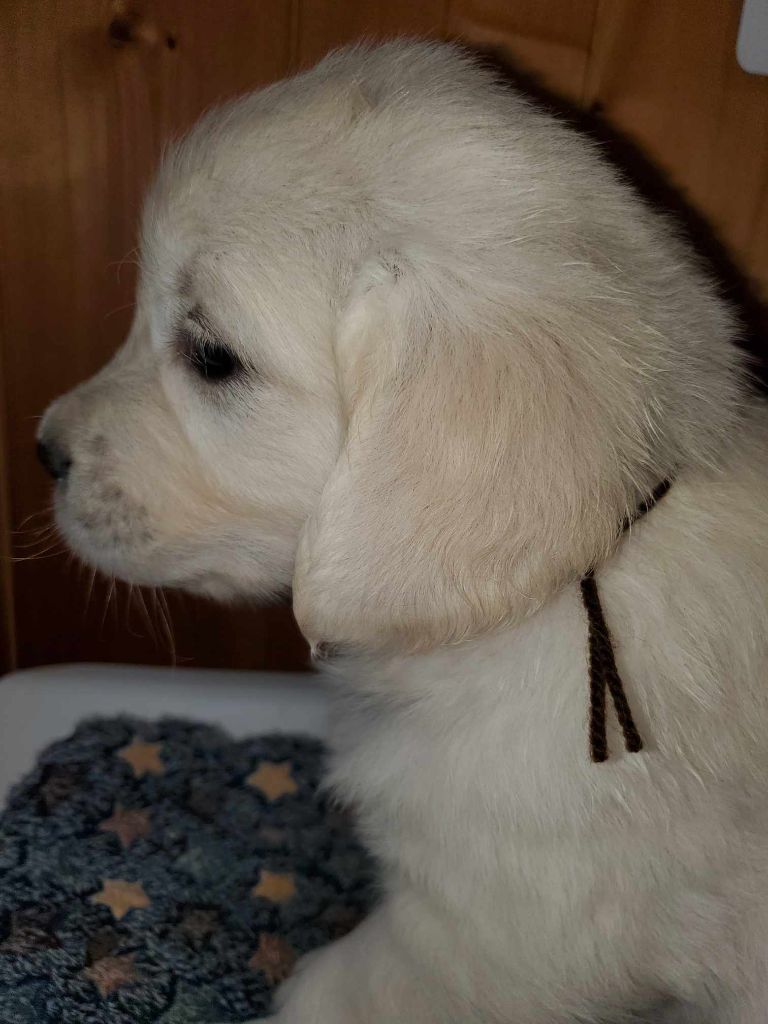 De Sweety Fox - Chiots disponibles - Golden Retriever