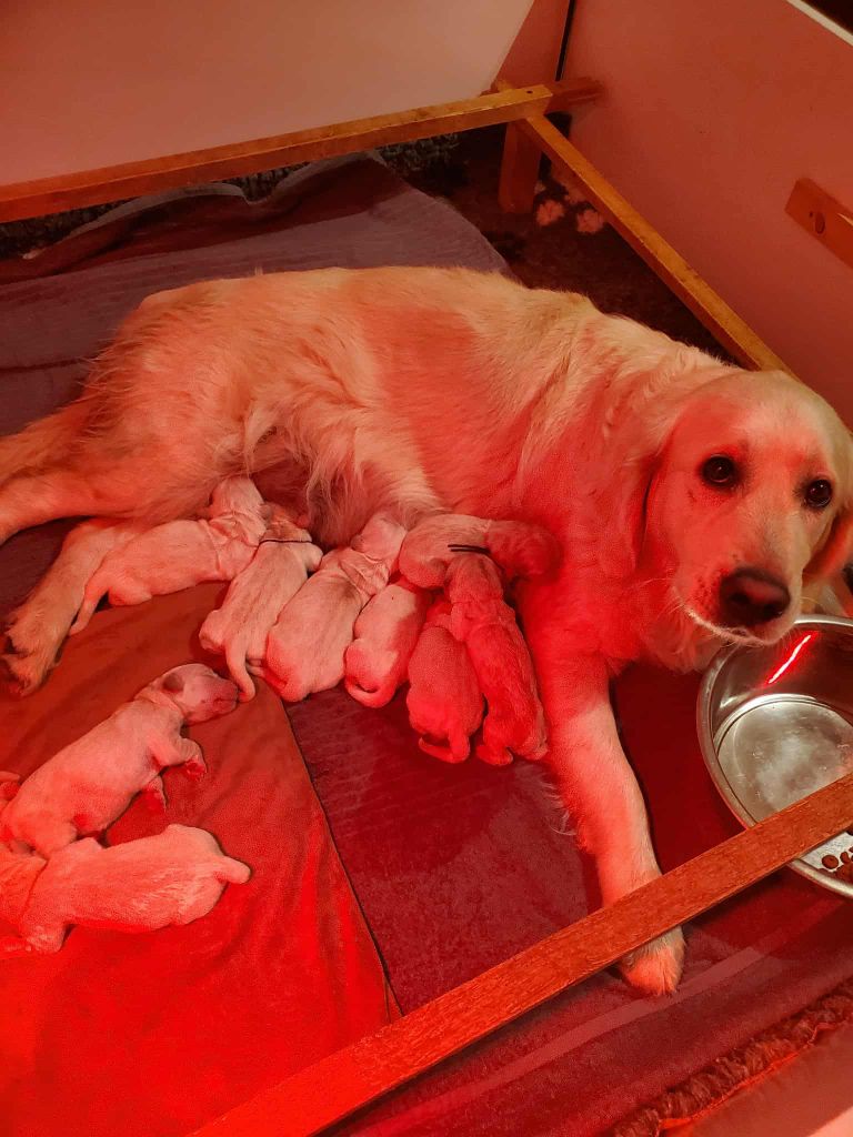 De Sweety Fox - Chiots disponibles - Golden Retriever