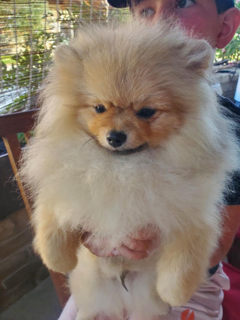 De Sweety Fox - Chiots disponibles - Spitz allemand