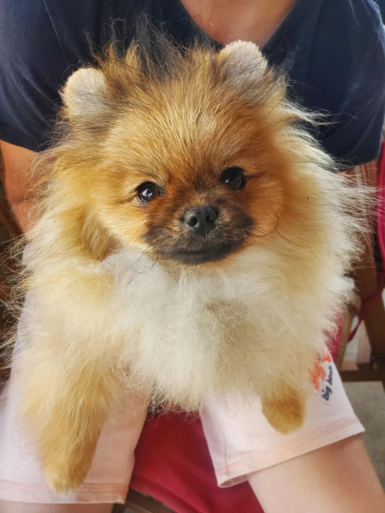 De Sweety Fox - Chiots disponibles - Spitz allemand