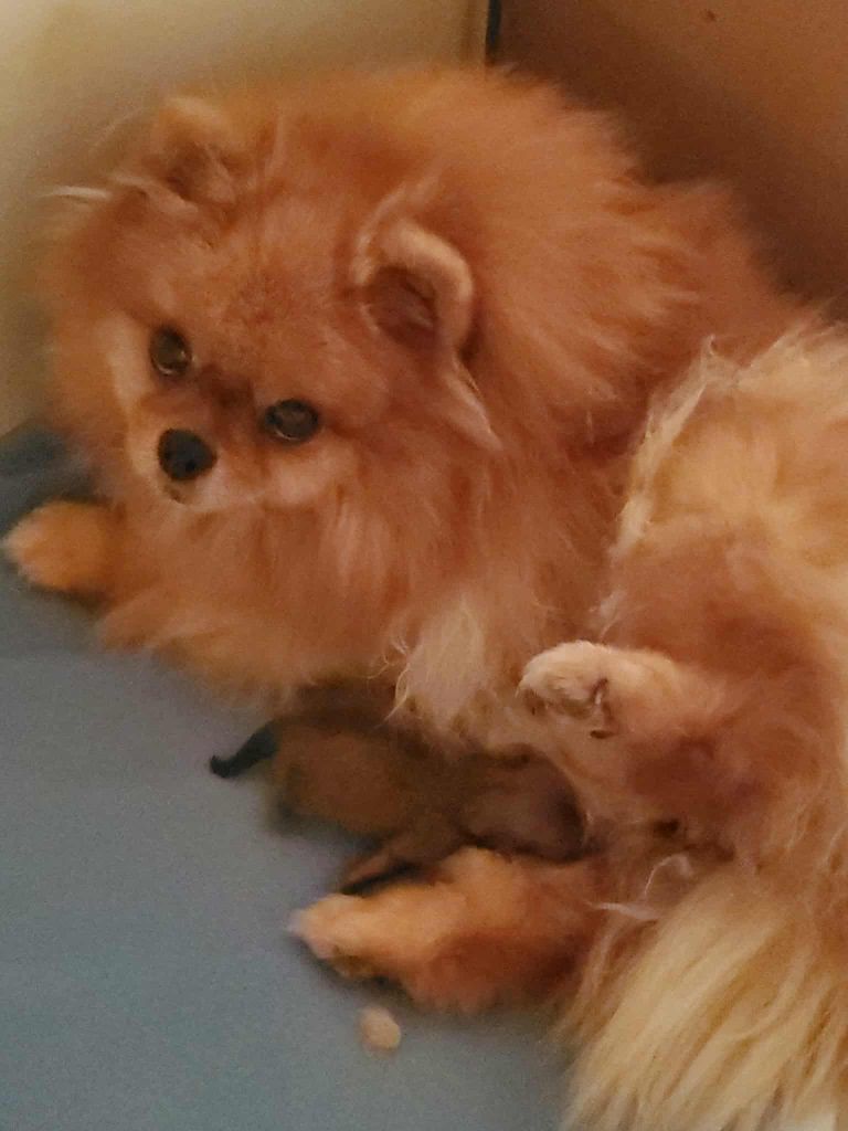 Chiot Spitz allemand De Sweety Fox