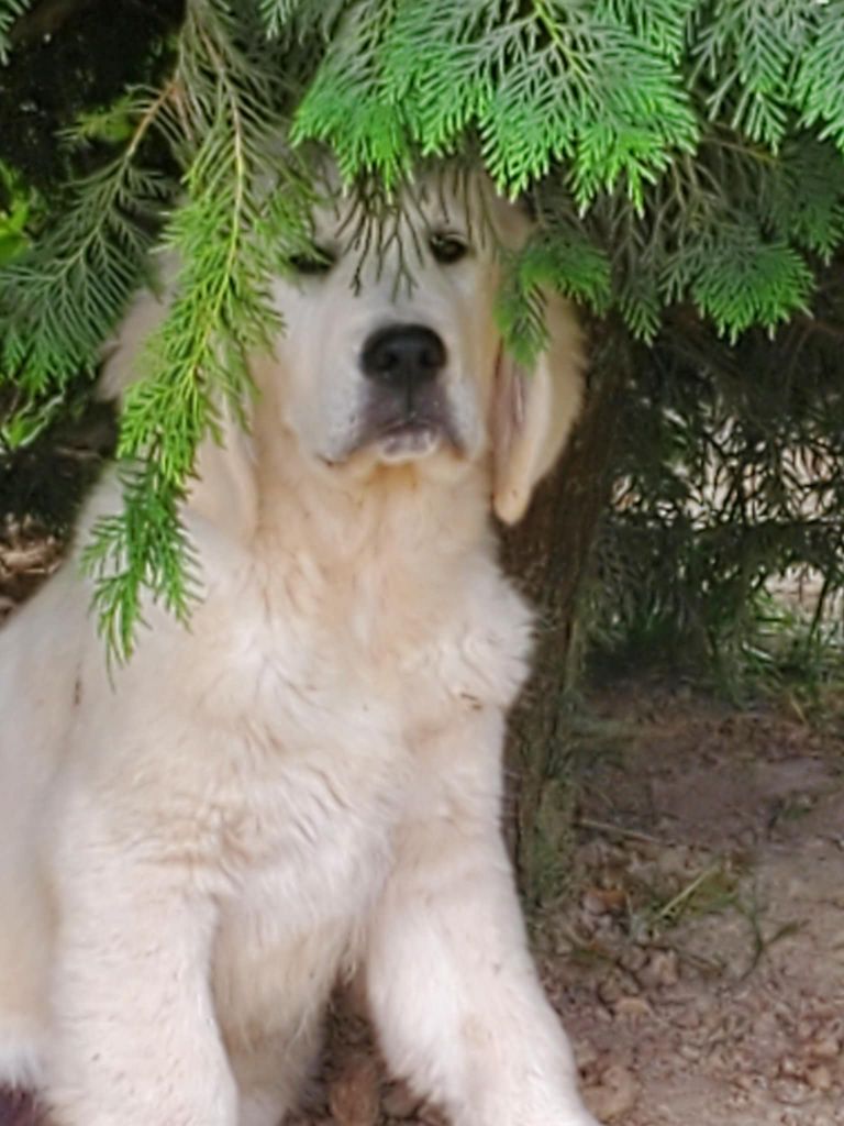 De Sweety Fox - Chiots disponibles - Golden Retriever