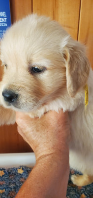 CHIOT 5