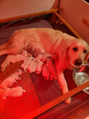 CHIOT