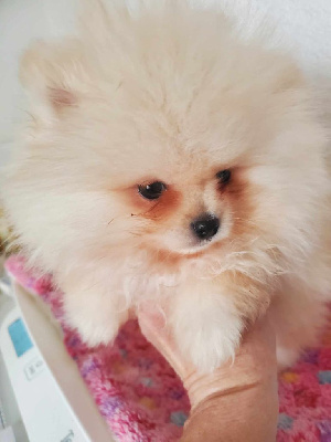 CHIOT
