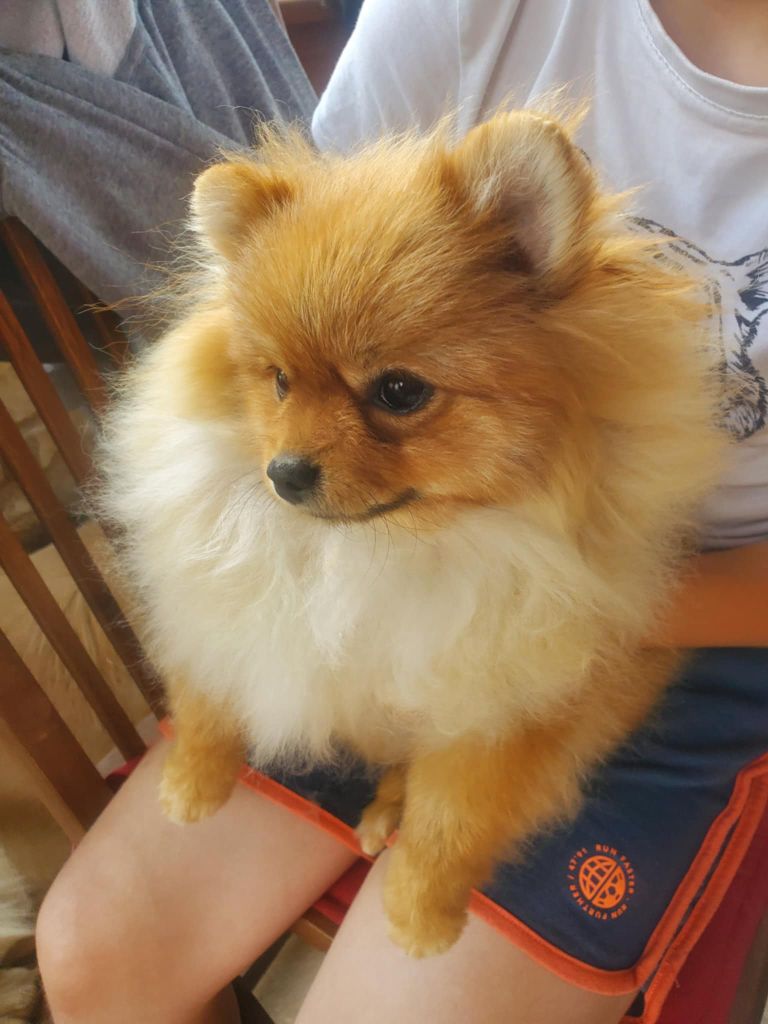 De Sweety Fox - Chiots disponibles - Spitz allemand