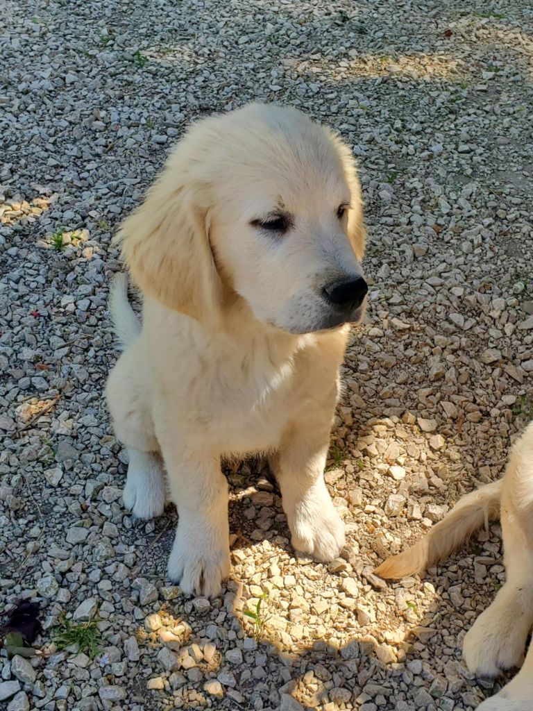 De Sweety Fox - Chiots disponibles - Golden Retriever