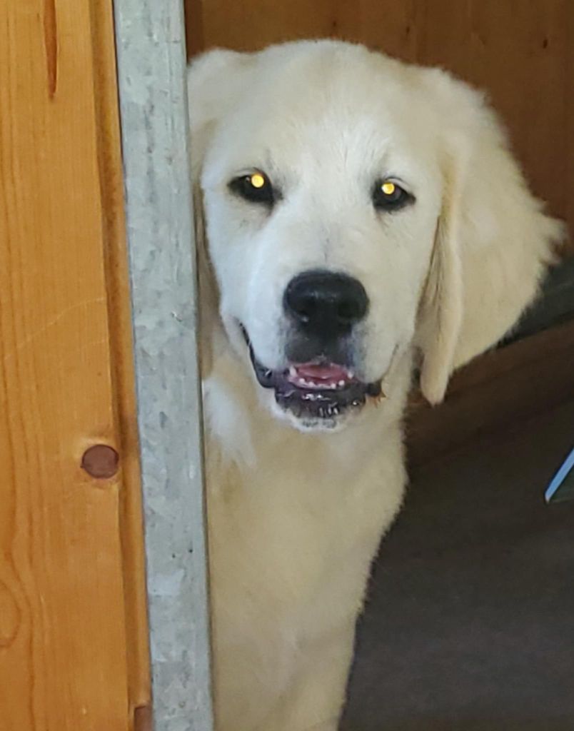 De Sweety Fox - Chiots disponibles - Golden Retriever