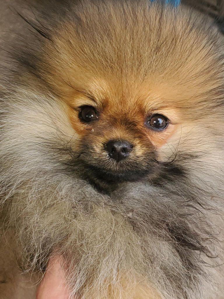 De Sweety Fox - Chiots disponibles - Spitz allemand