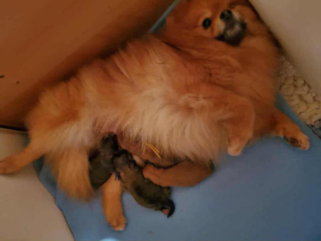 Chiot Spitz allemand De Sweety Fox