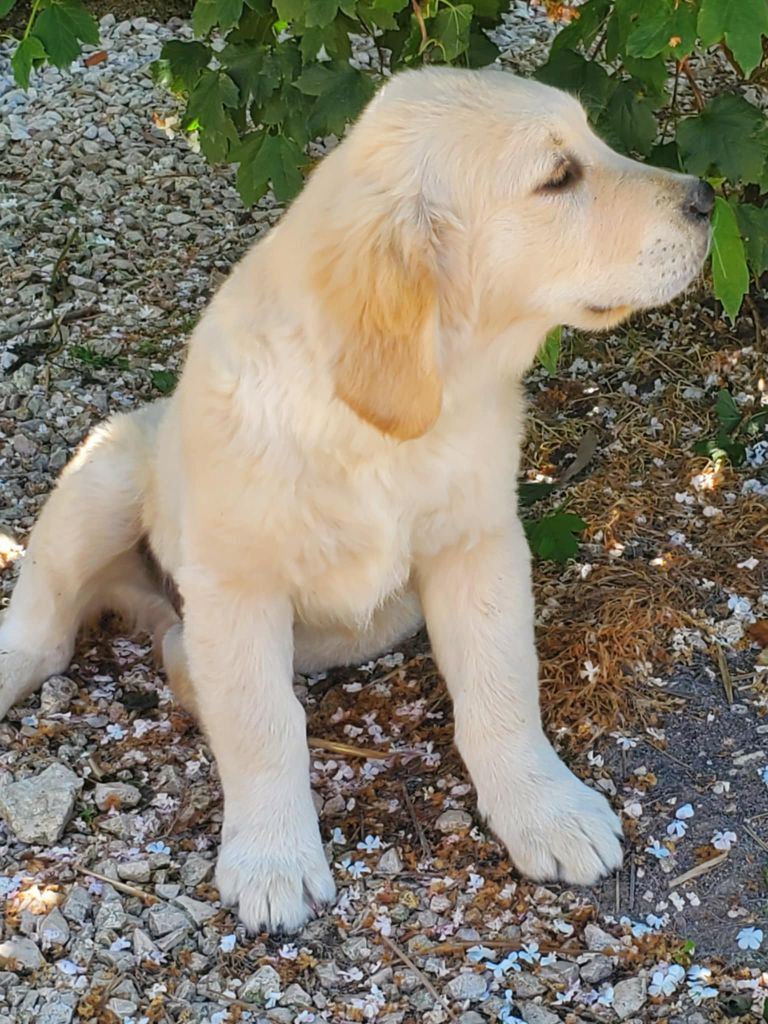 De Sweety Fox - Chiots disponibles - Golden Retriever