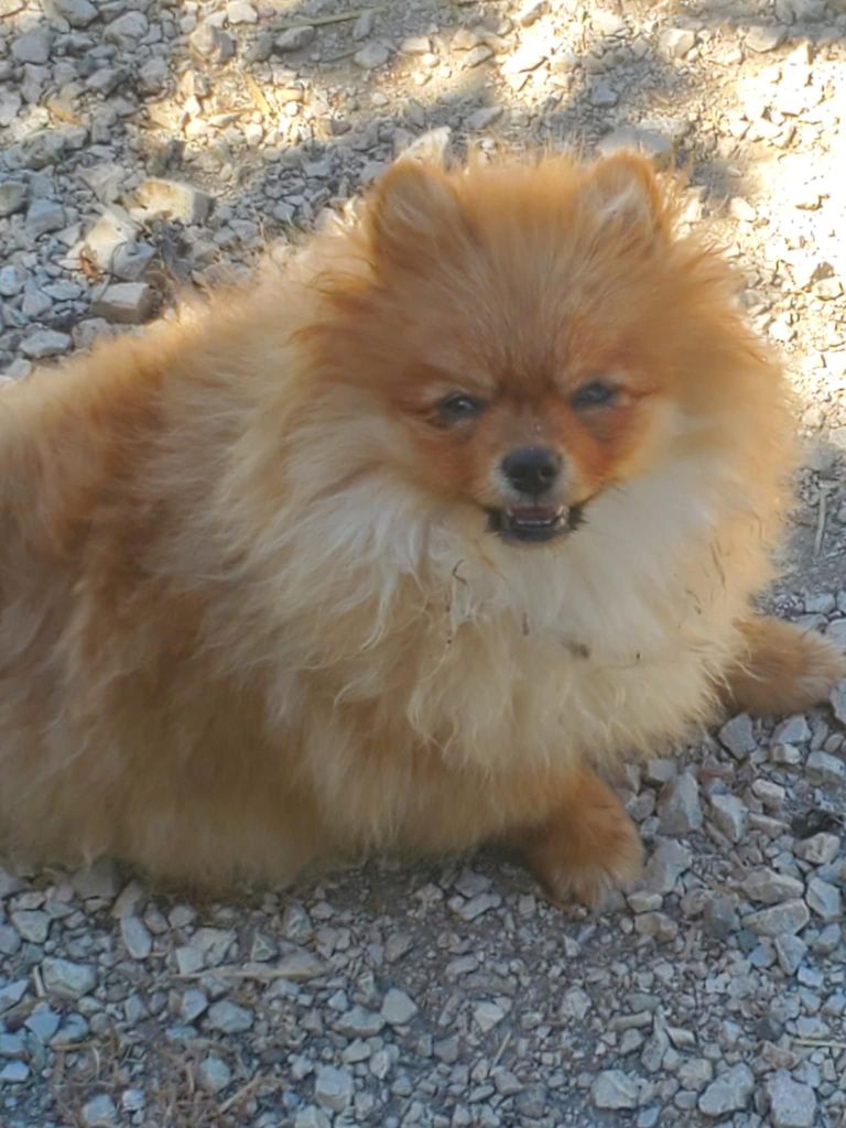 De Sweety Fox - Chiots disponibles - Spitz allemand